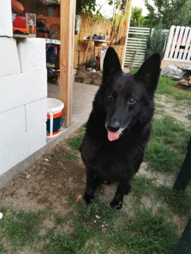 Supliment pentru articulații – câini – 4×60 de tablete (cu reducere) photo review