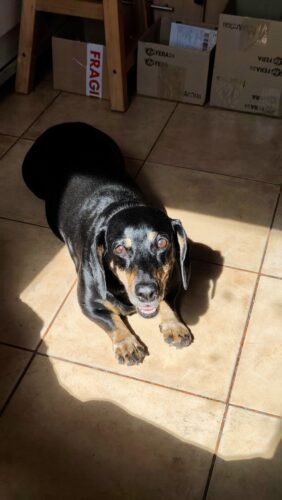 Supliment pentru articulații - câini - 60 de tablete (cu 20% reducere) photo review