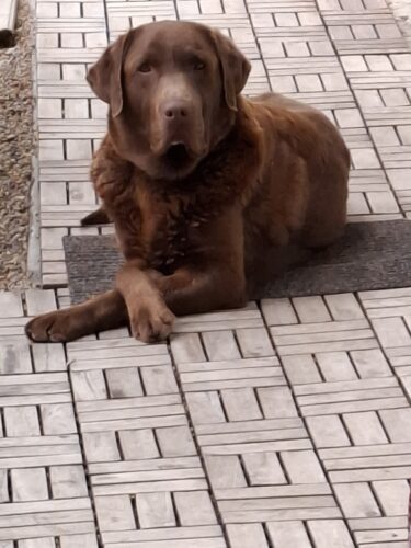 Supliment pentru articulații - câini - 60 de tablete (cu 20% reducere) photo review