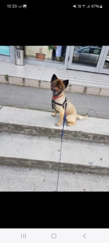 Supliment pentru articulații - câini - 60 de tablete (cu 20% reducere) photo review