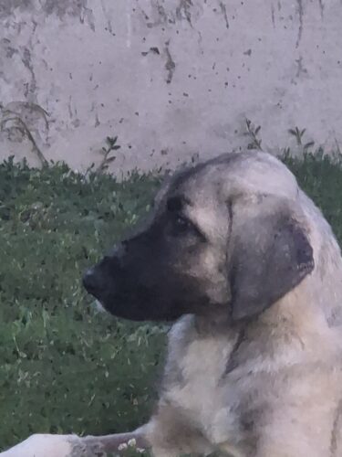 Supliment pentru articulații - câini - 60 de tablete (cu 20% reducere) photo review