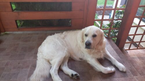 Supliment pentru articulații - câini - 60 de tablete (cu 25% reducere) photo review