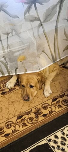 Supliment pentru articulații – câini – 4×60 de tablete (cu reducere) photo review