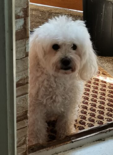 Supliment pentru articulații - câini - 60 de tablete (cu 20% reducere) photo review