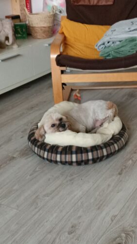 Supliment pentru articulații - câini - 60 de tablete (cu 20% reducere) photo review