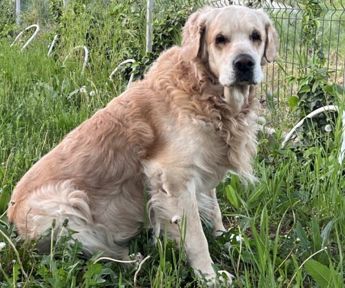 Supliment pentru articulații câini - 3x60 buc. photo review