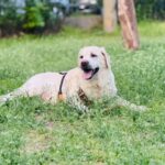 Supliment pentru articulații – câini – 4×60 de tablete (cu reducere) photo review