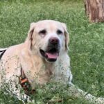 Supliment pentru articulații – câini – 4×60 de tablete (cu reducere) photo review