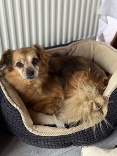 Supliment pentru articulații - câini - 60 de tablete (cu 20% reducere) photo review