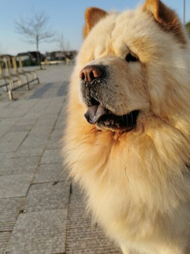 Supliment pentru articulații - câini - 60 de tablete (cu 20% reducere) photo review