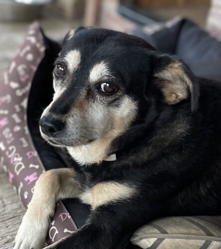 Supliment pentru articulații - câini - 60 de tablete (cu 20% reducere) photo review