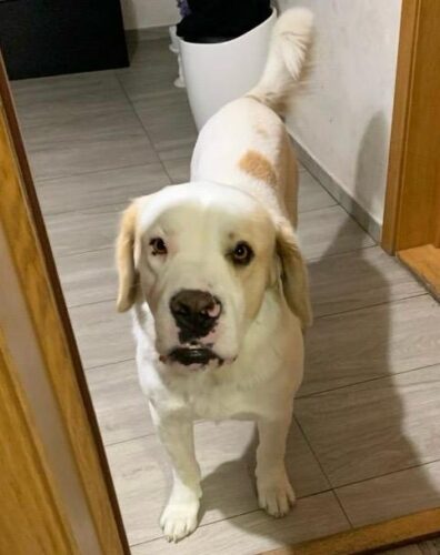 Supliment pentru articulații – câini – 4×60 de tablete (cu reducere) photo review