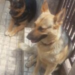 Supliment pentru articulații câini - 3x60 buc. photo review