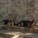 Supliment pentru articulații câini - 3x60 buc. photo review