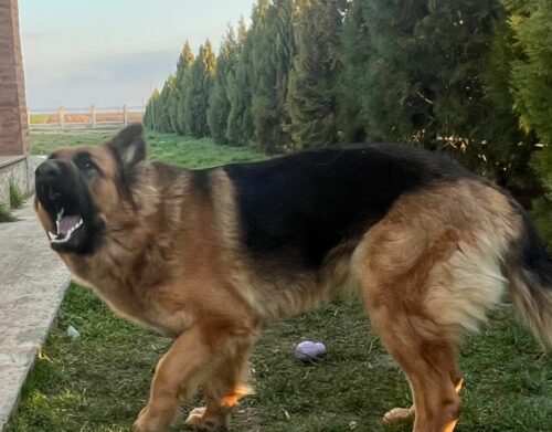 Pudră dentară SciPet pentru câini - 60 g photo review