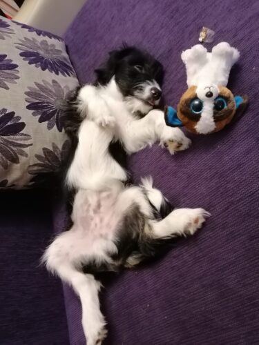 SciPet Probiotice pentru câini - 3x60 buc. photo review